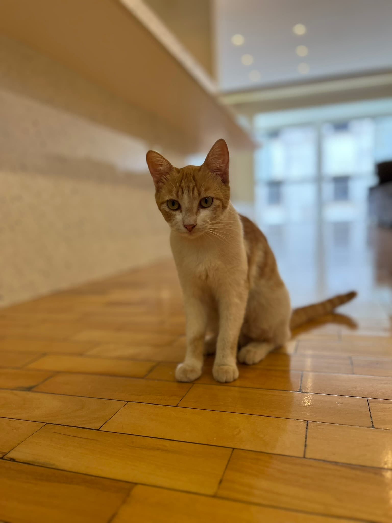 Casa CM — imagem 1